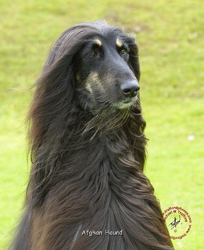 Afghan Hound 9R071D-030.JPG